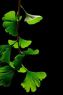 GINGKO BILOBA